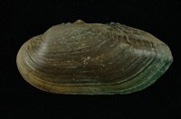 藏品(石蚌)的圖片